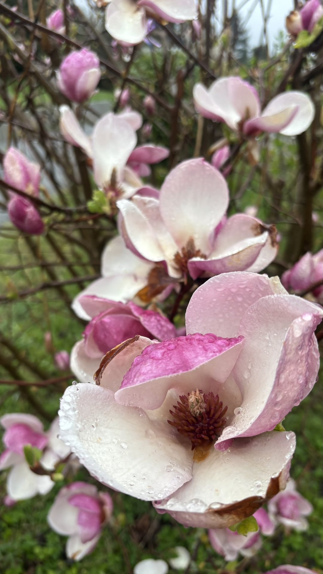 Magnolienblueten als sanfter Akzent